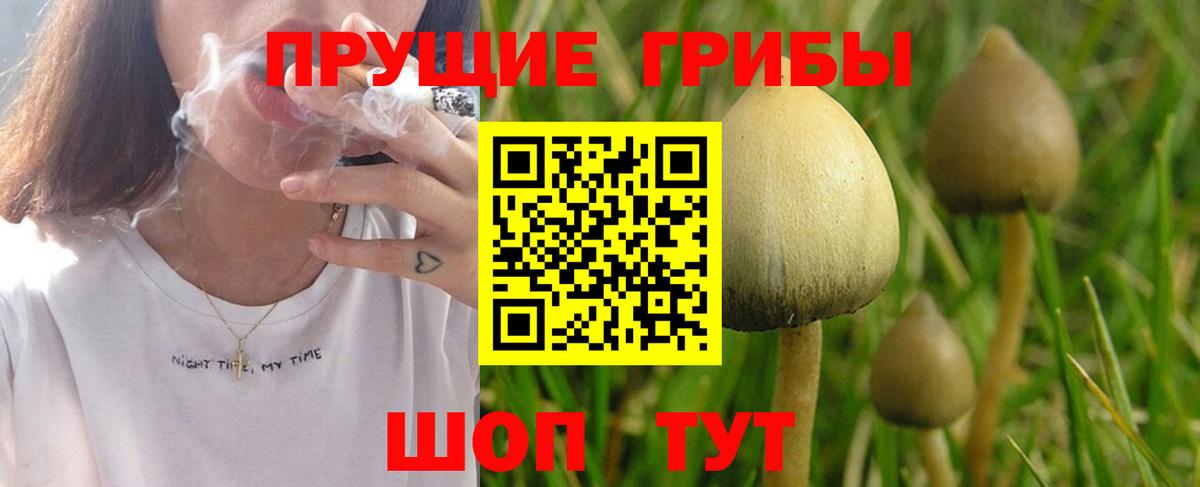 Псилоцибиновые грибы Psilocybe Кохма